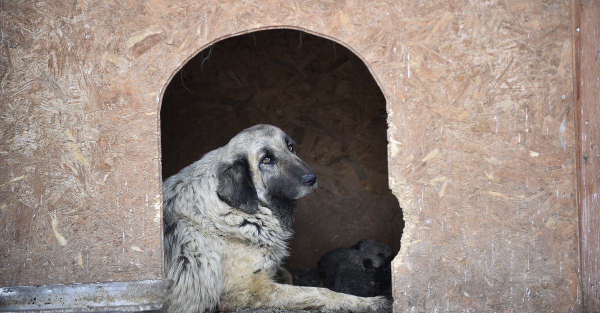 dog in kennel