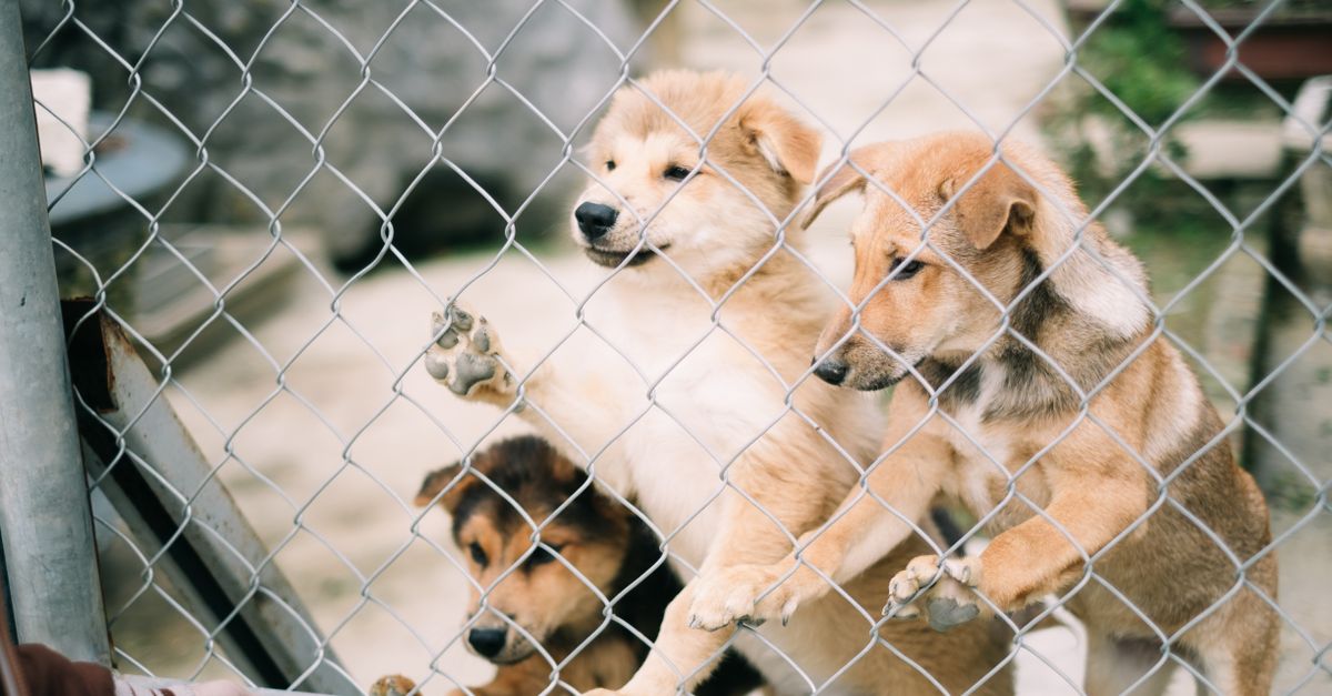 dog kennel types