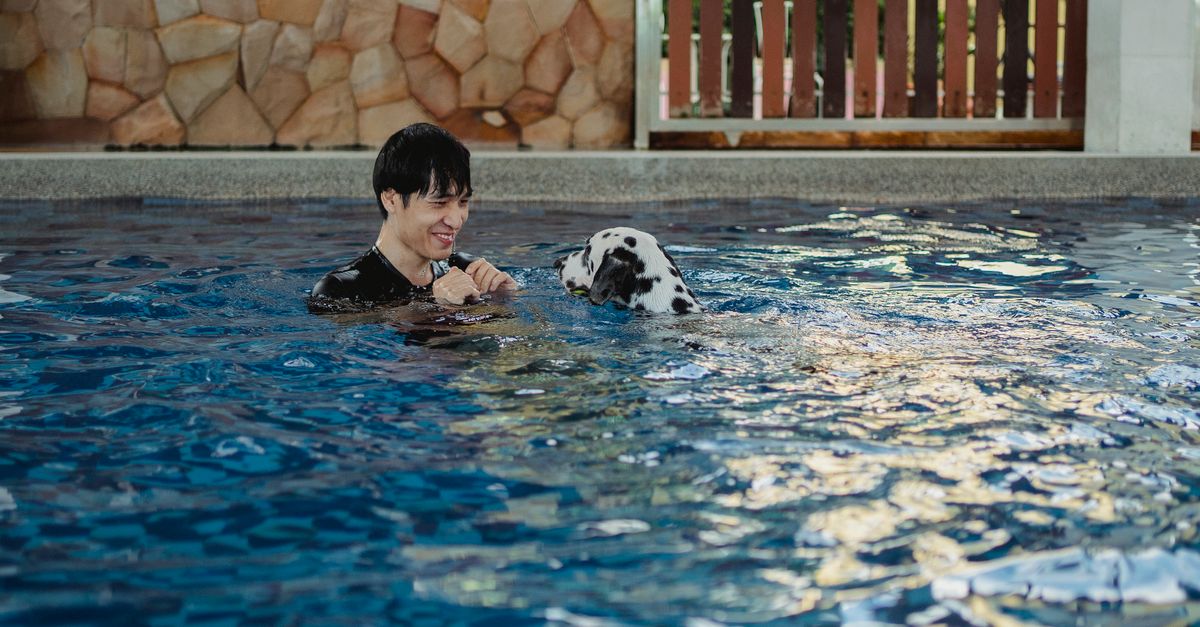 dog pool