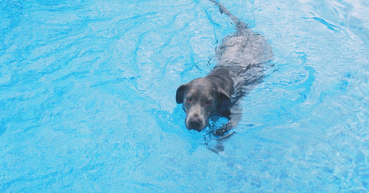 dog swimming
