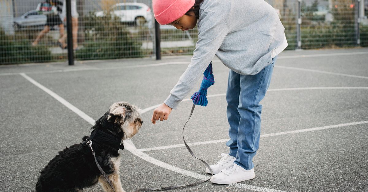 dog training session