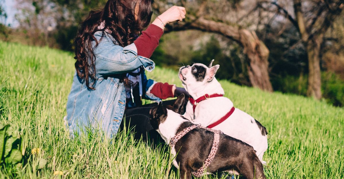 dog training