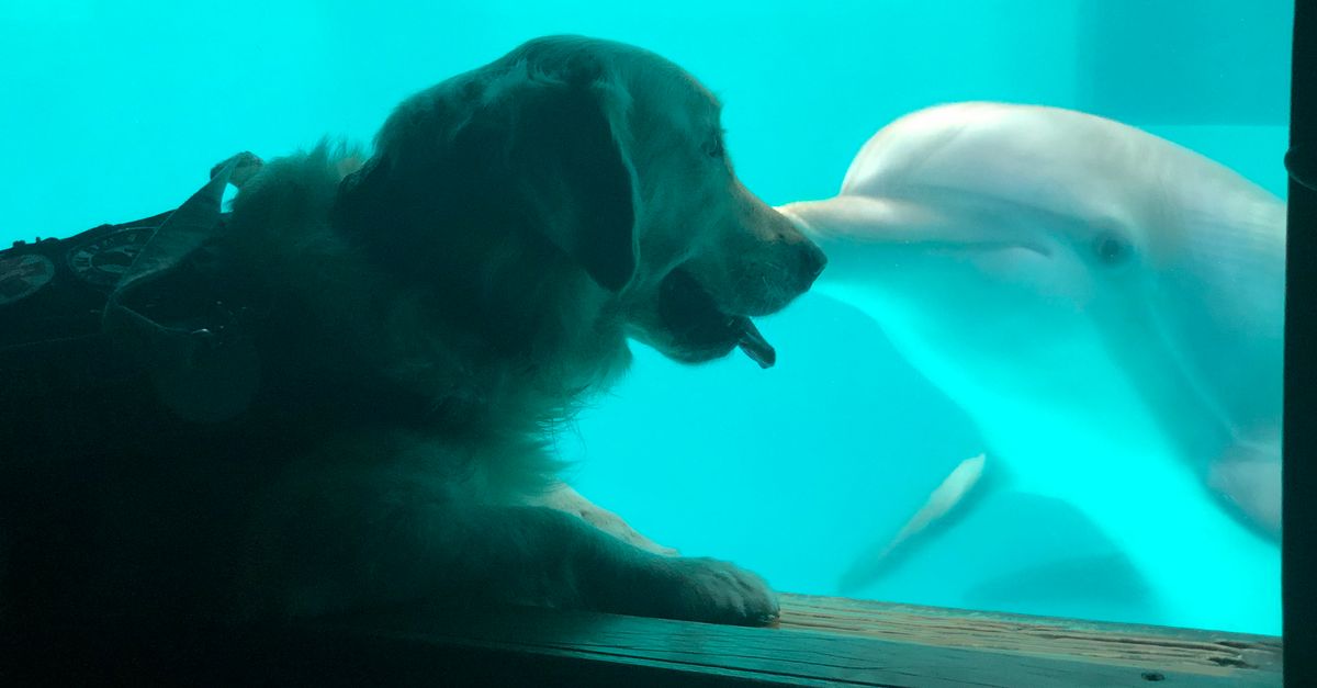 dog underwater