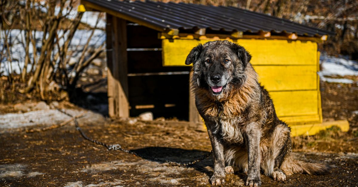 older dog in kennel