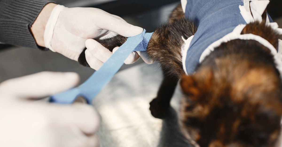 Pet Accident Prevention
