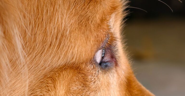 Mastering Pet Allergy Testing at Home Kits