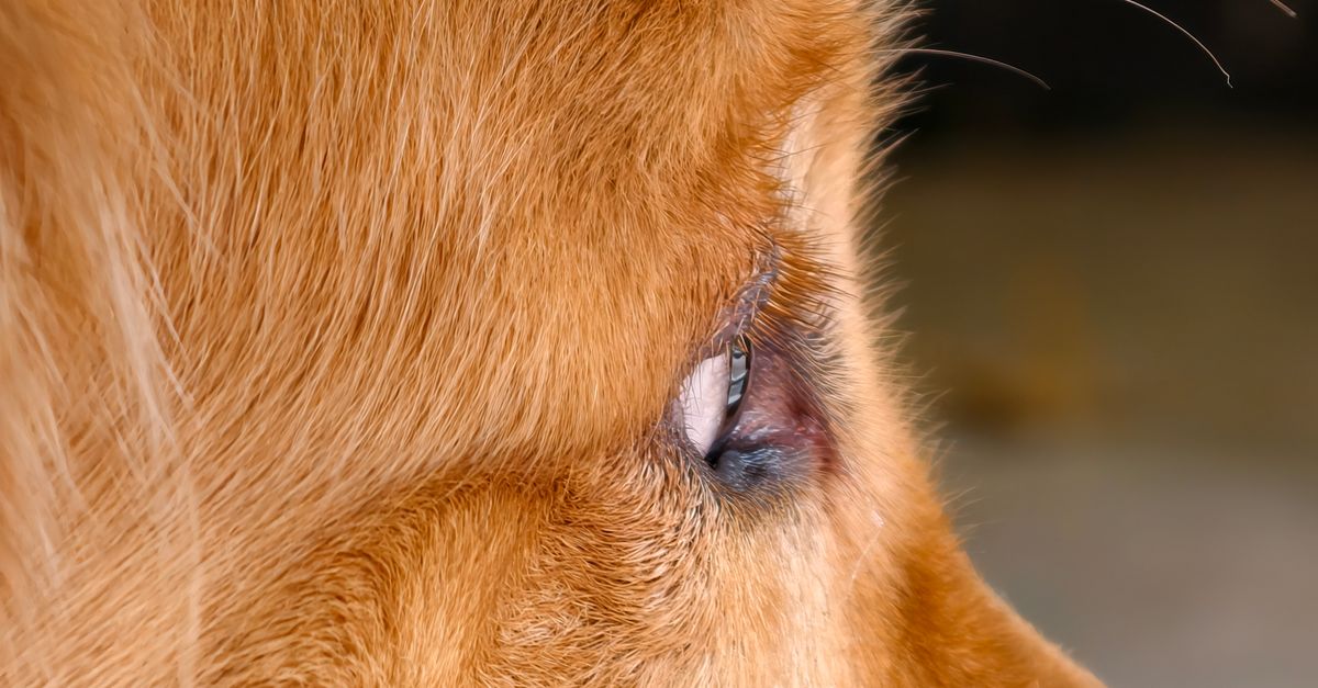 Mastering Pet Allergy Testing at Home Kits