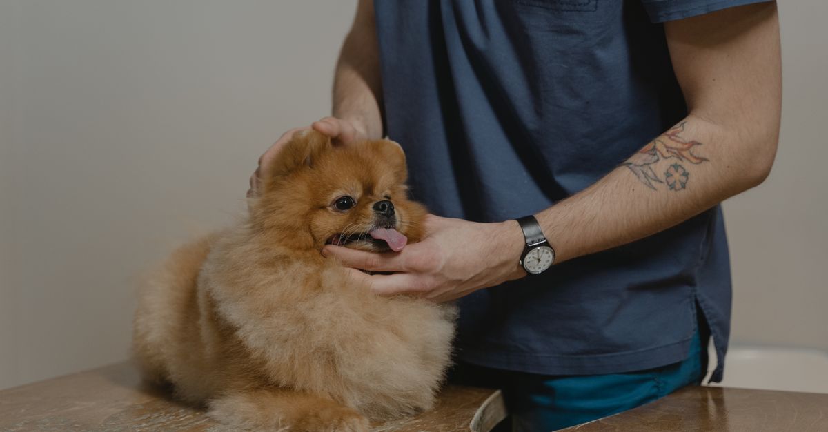 Pet Allergy Treatment