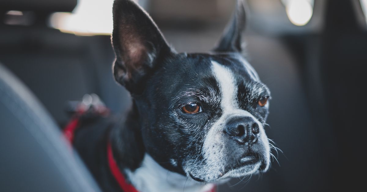 pet car travel