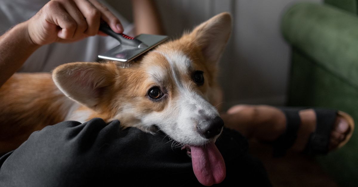 pet care routine