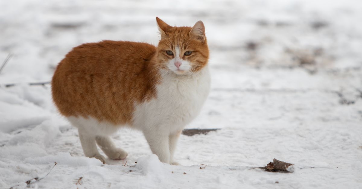 pet cold weather