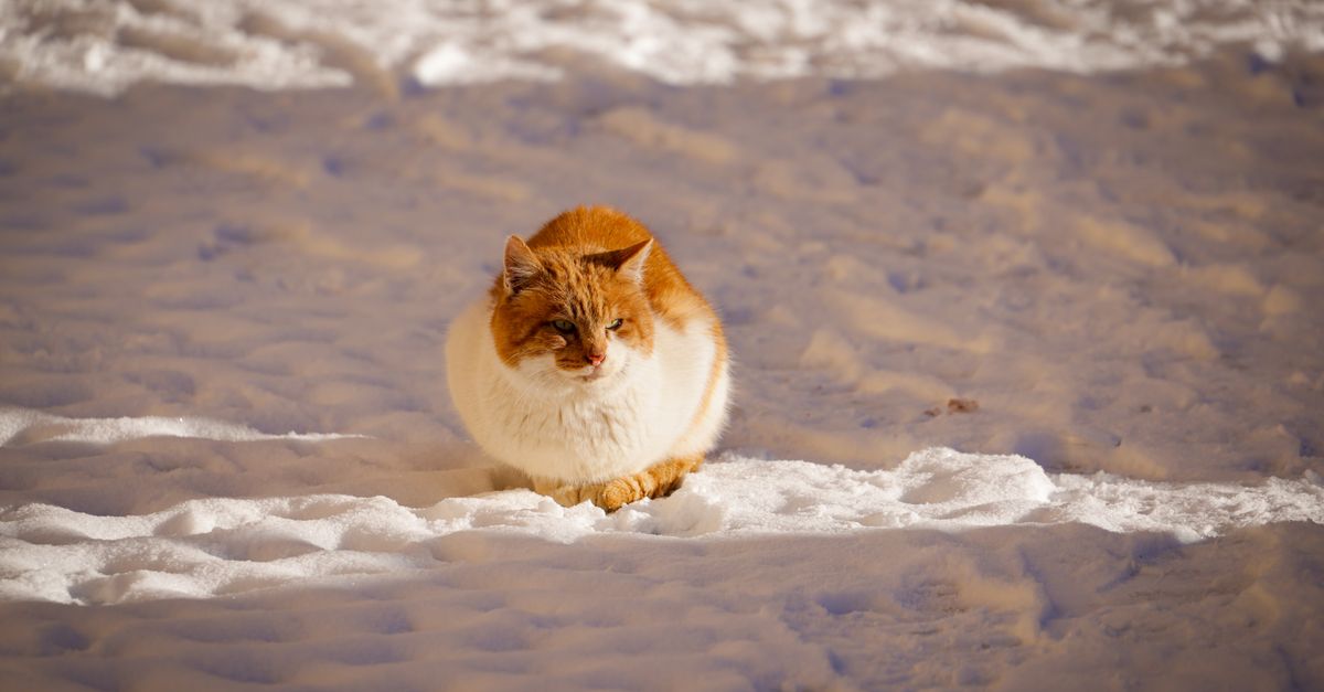 pet cold weather