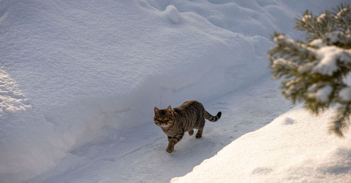 pet cold weather