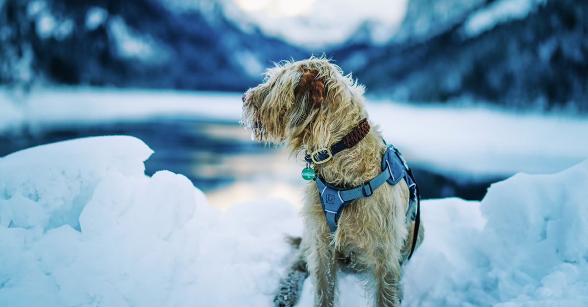 pet cold weather