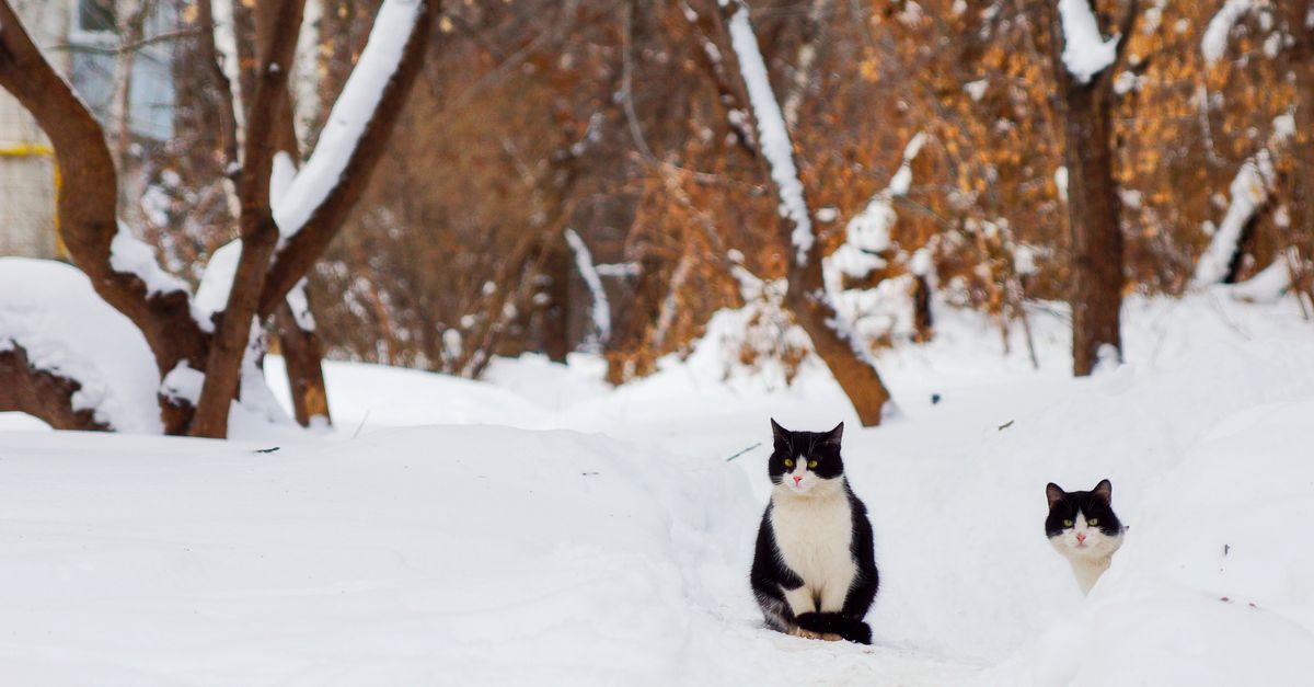 pet cold weather