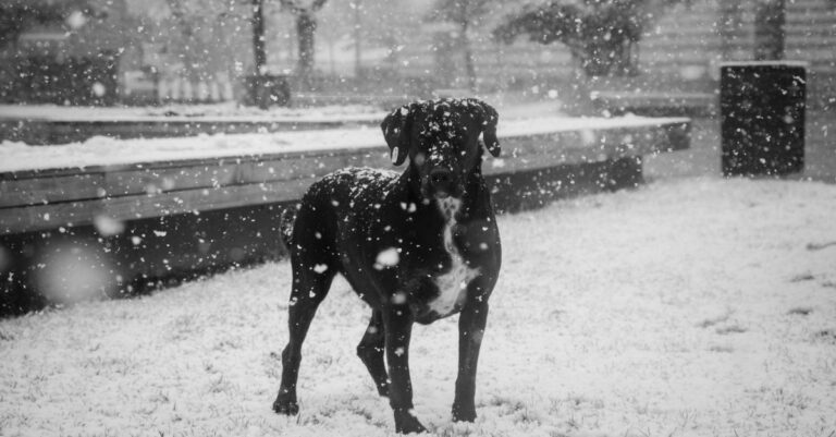 Mastering Pet Cold Weather Safety