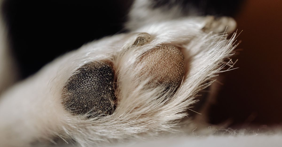 pet foot care