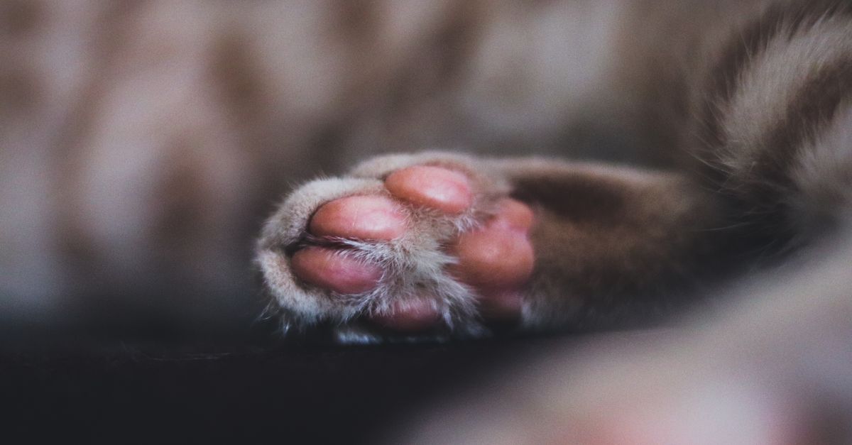 pet foot emergencies