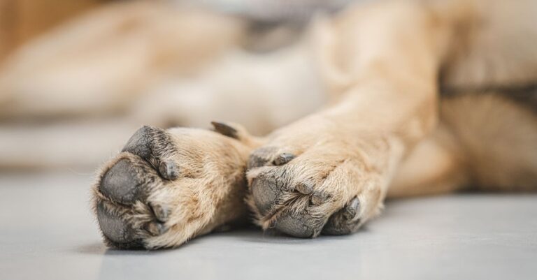 Mastering Pet Foot Pad Care for Healthy Paws