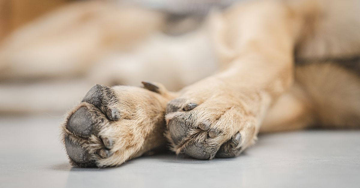 Mastering Pet Foot Pad Care for Healthy Paws