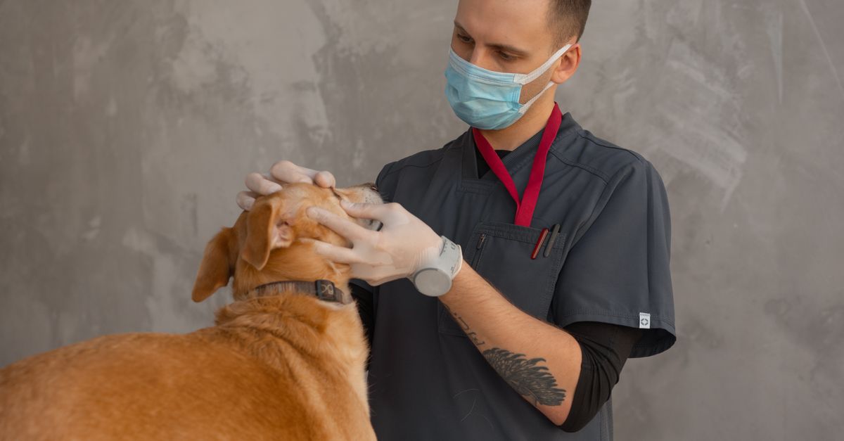 pet health checkup