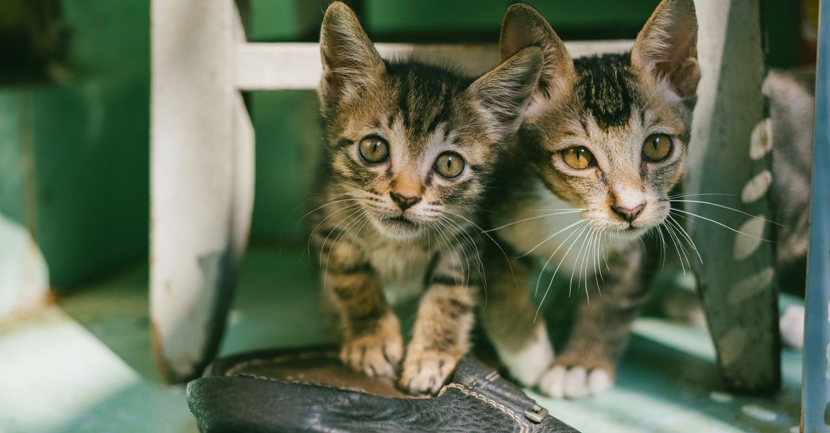 pet hearing loss
