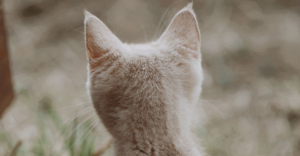 pet hearing loss