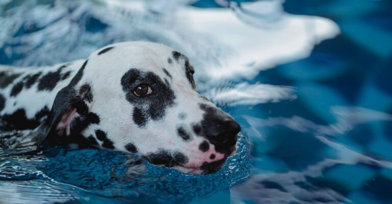 Mastering Pet Hydrotherapy for Injury Recovery
