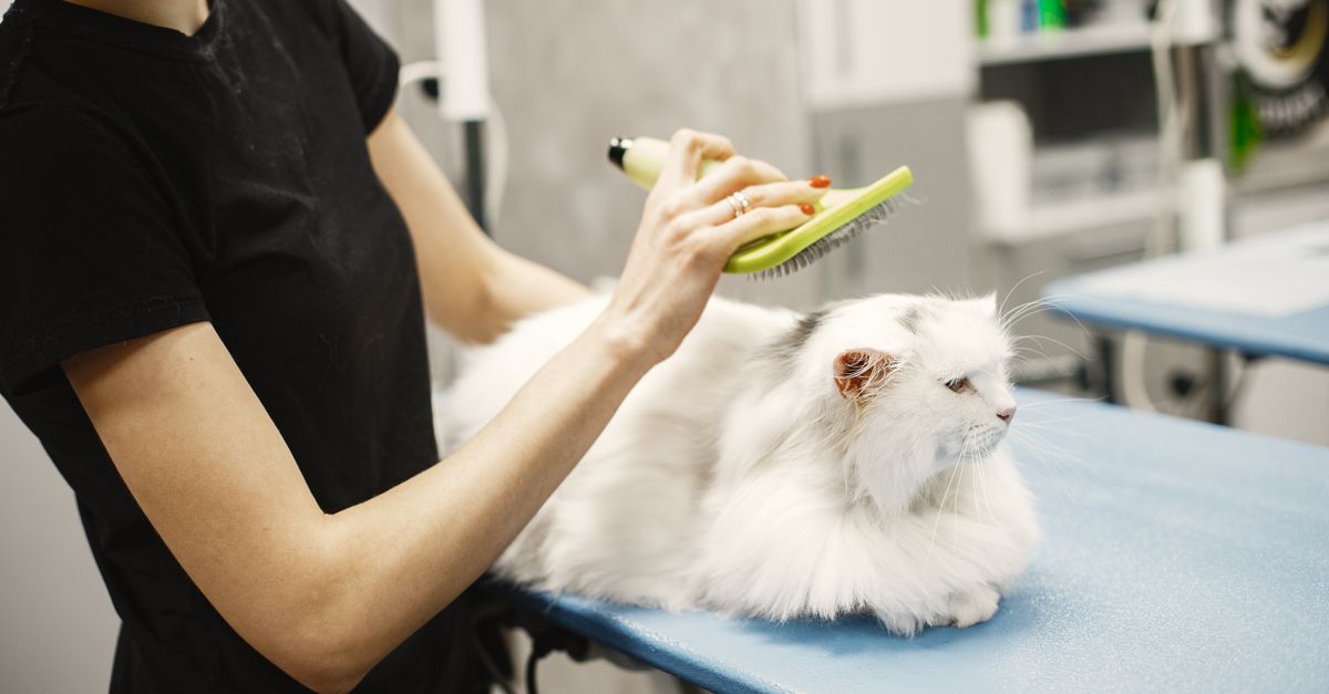 pet hygiene