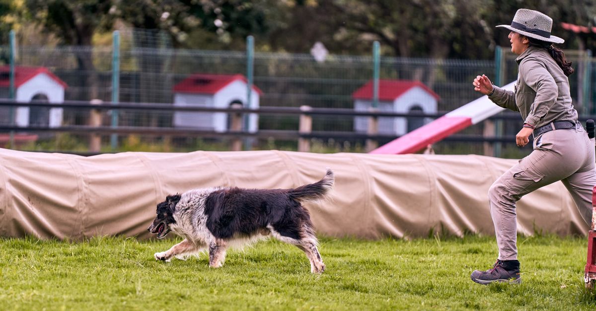 pet kennel training