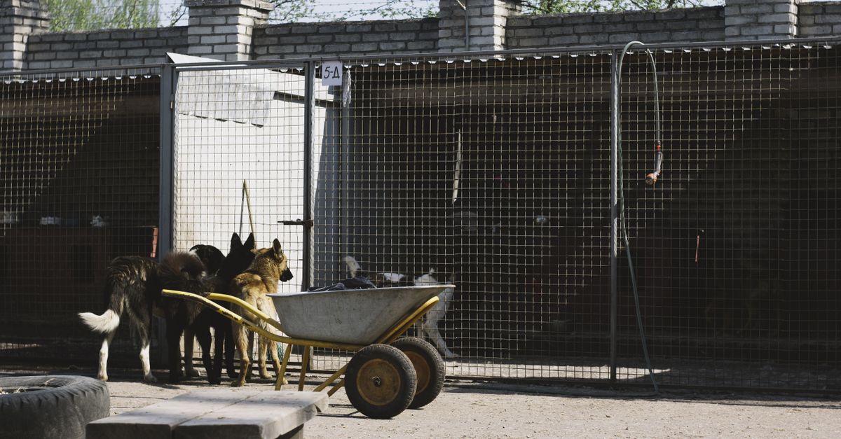 pet kennel training