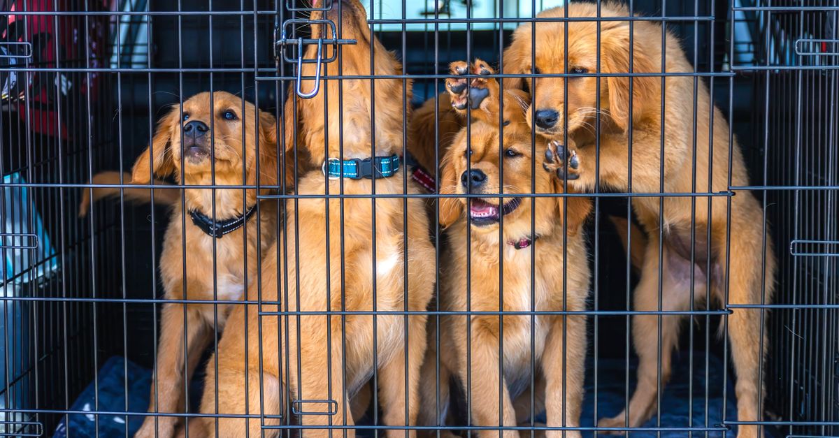 pet kennel training