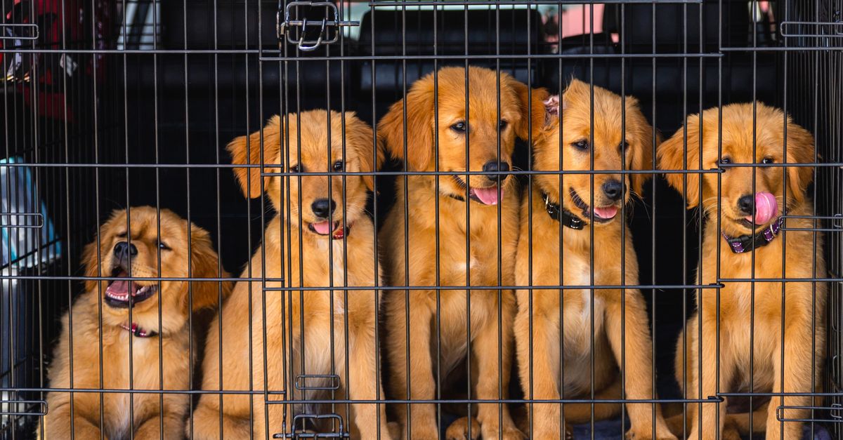 pet kennel training