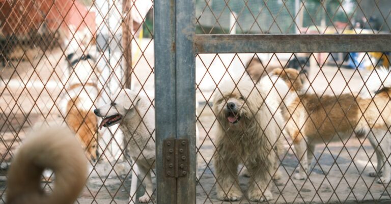 Mastering Pet Kennel Training for Calm Dogs