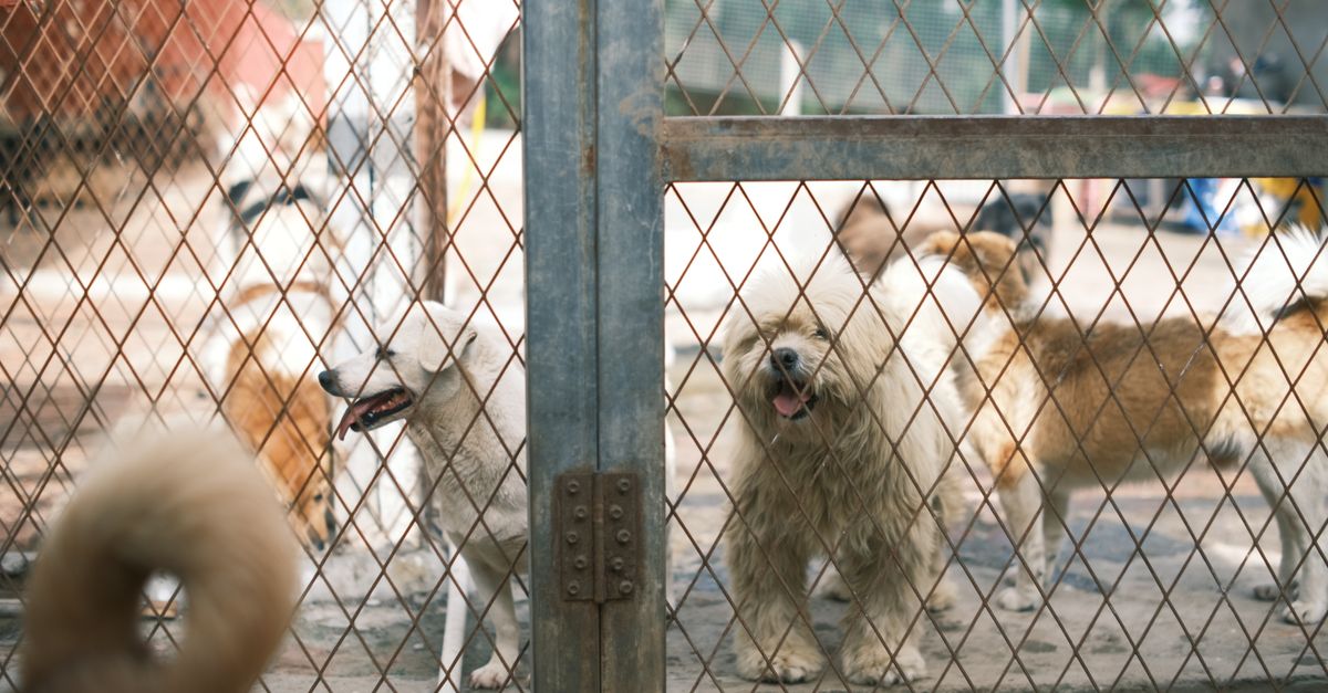Mastering Pet Kennel Training for Calm Dogs