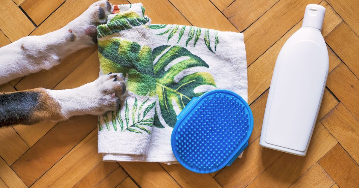 pet massage mistakes