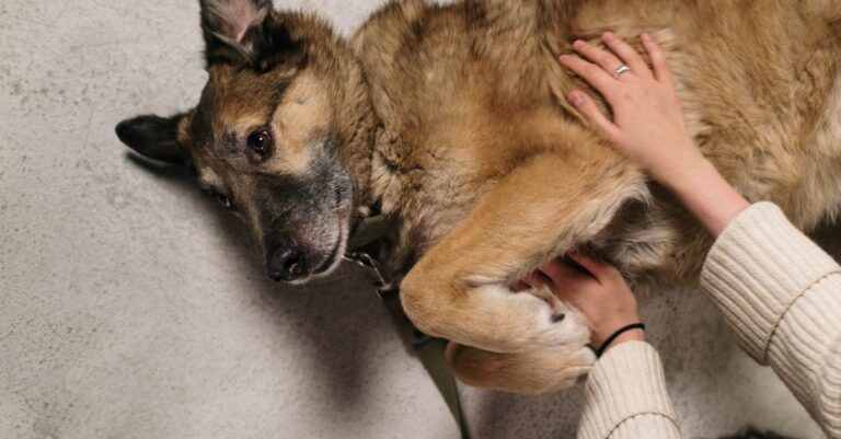 Mastering Pet Massage Therapy for Relaxation