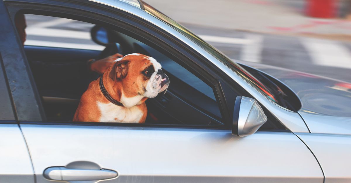 pet motion sickness