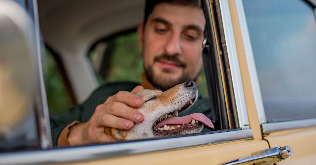 pet motion sickness