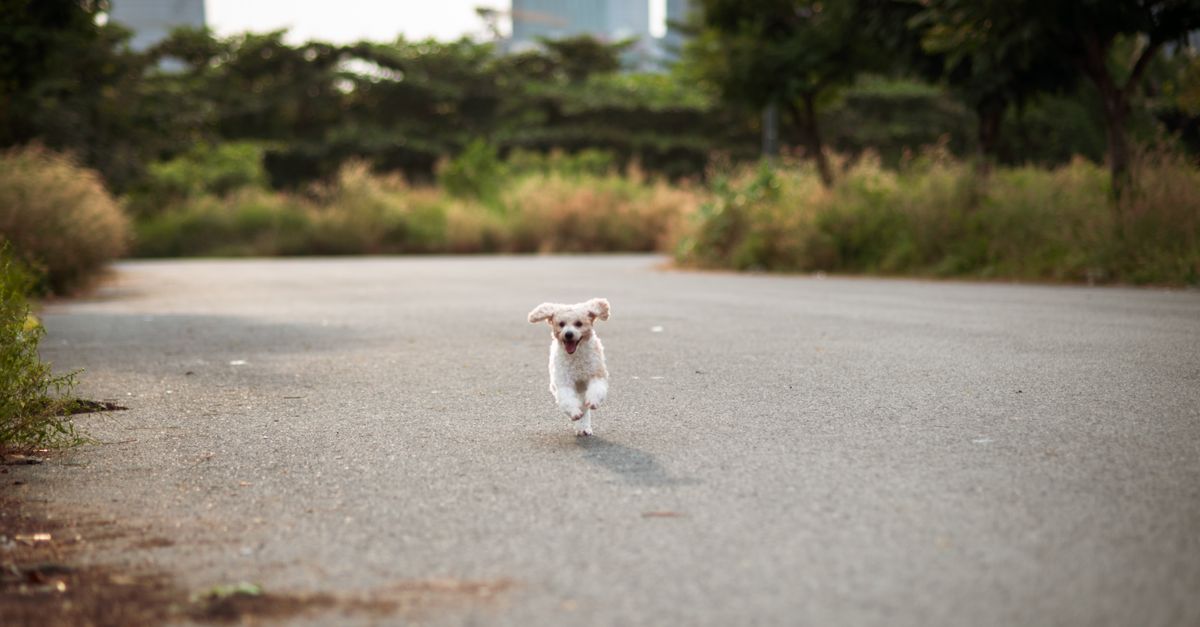 pet motion sickness