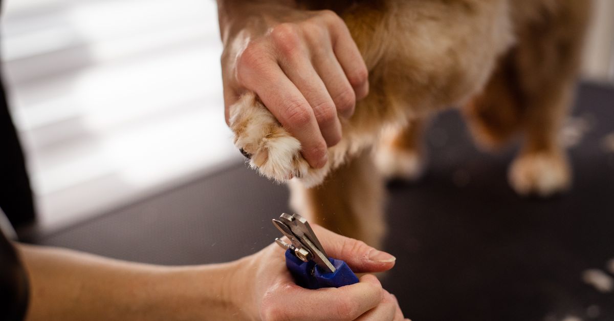 pet nail care