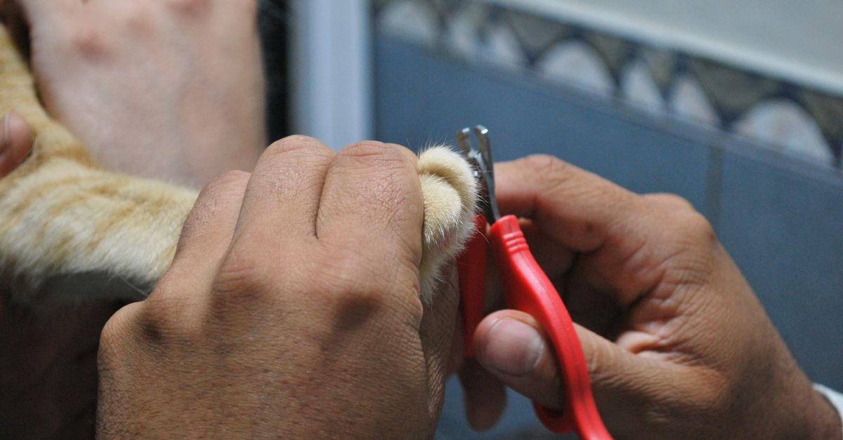 pet nail care