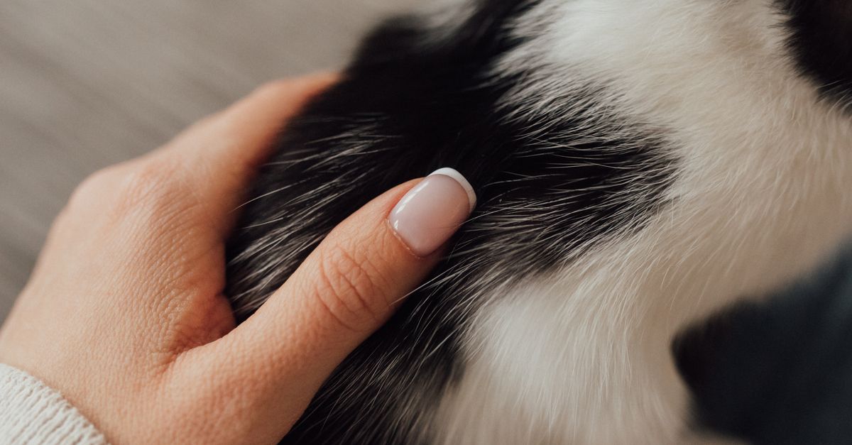 pet nail care