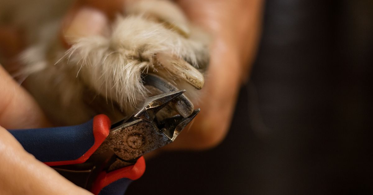 pet nail care
