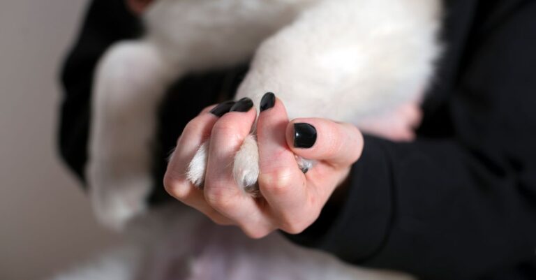 Mastering Pet Nail Care Safely