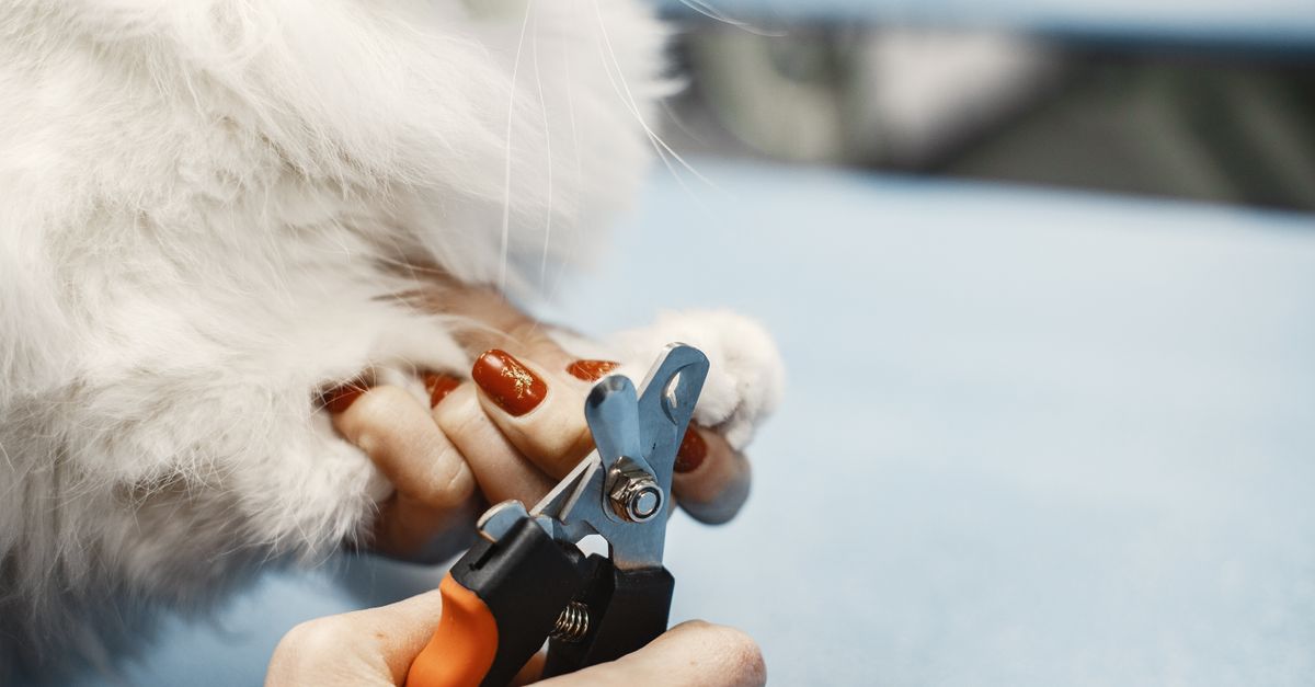 pet nail trimming diagram