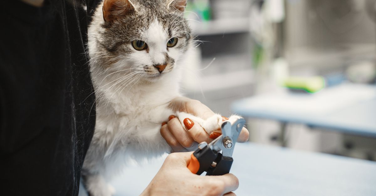 pet nail trimming mistakes