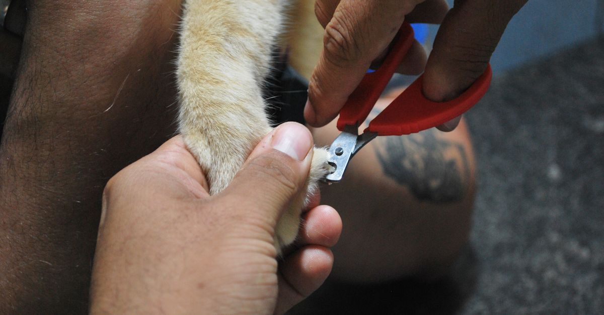 pet nail trimming