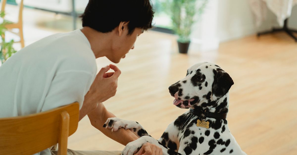pet owner training