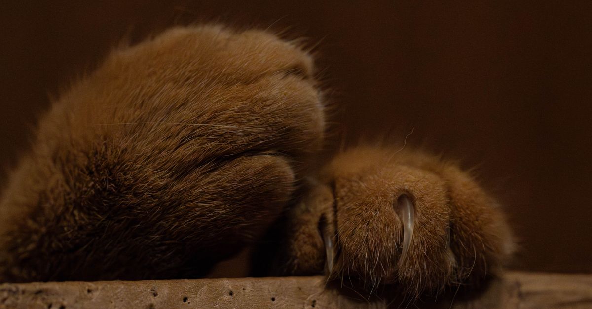 pet paw problems